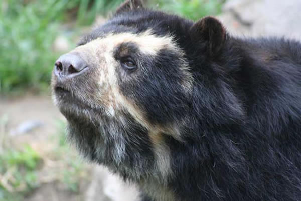 Inde : Un chasseur victime d’un ours