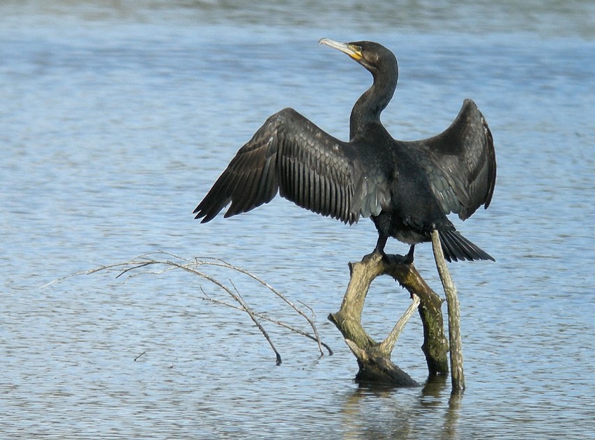 Stop aux ravages des cormorans !