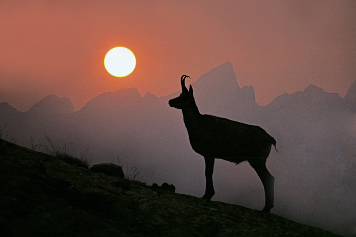 La fédération de chasse de la Lozère réintroduit des chamois dans les Gorges du Tarn