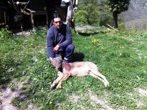 Un loup abattu par un berger