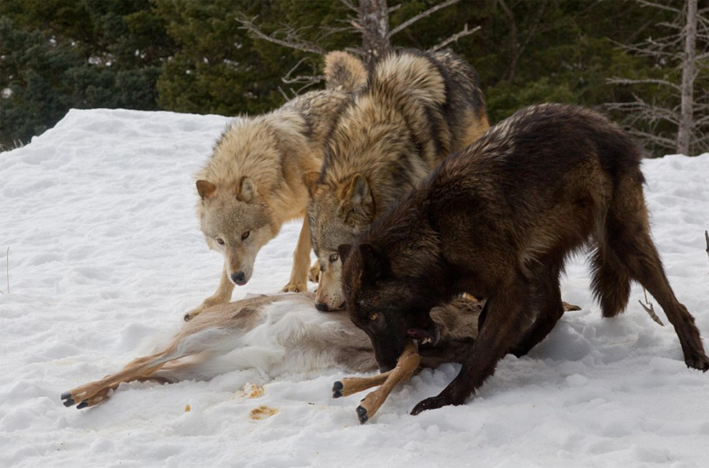 Nouvelle attaque de loups à quelques pas du village