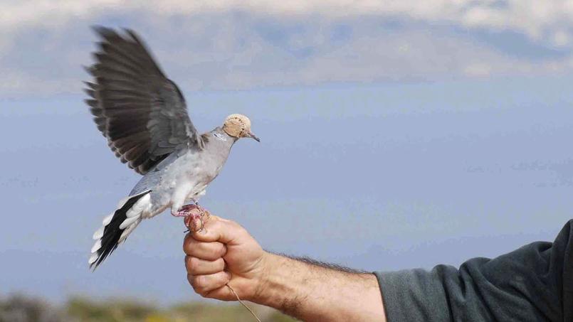 Un référendum sur la chasse des oiseaux migrateurs à Malte
