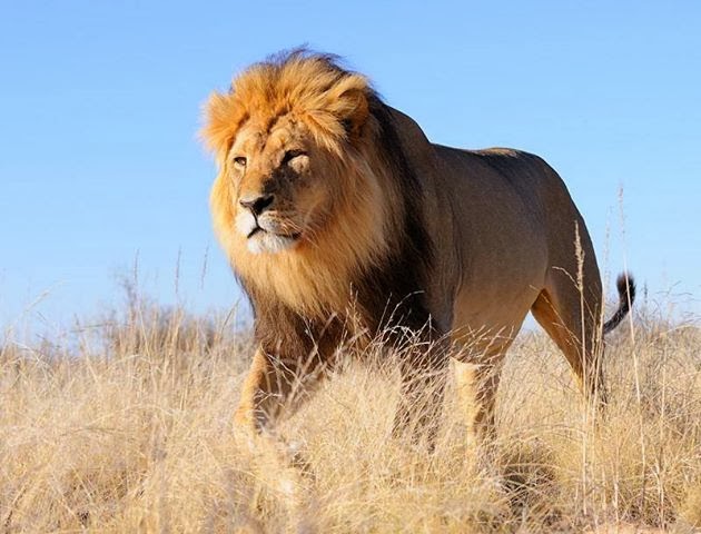La Zambie réautorise la chasse du lion et léopard