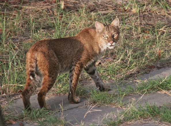 Un chasseur de dindon attaqué par un lynx