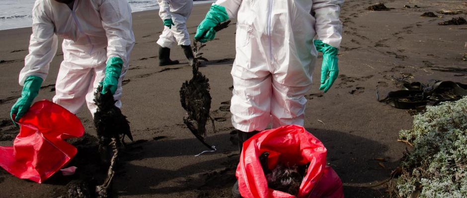 1300 oiseaux retrouvés morts sur une plage
