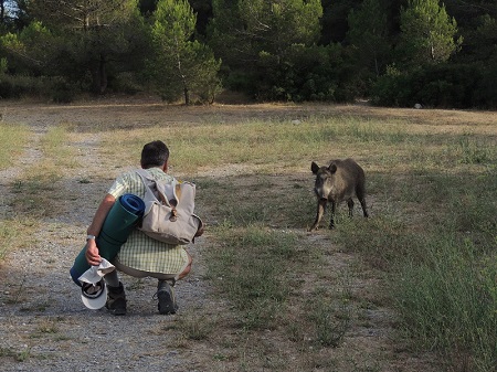 La chasse aux sangliers est ouverte dans les Calanques