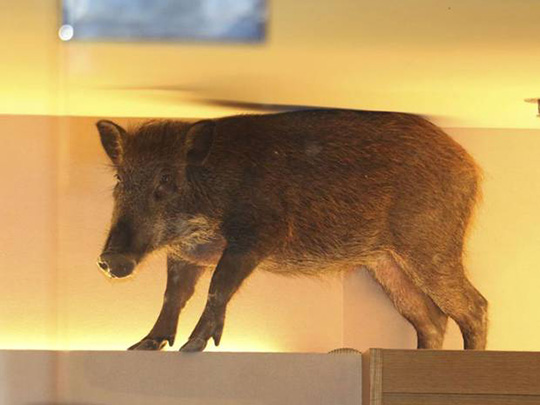 Un sanglier tombe du plafond d’un centre commercial