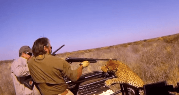 [Vidéo] Deux chasseurs attaqués par un léopard