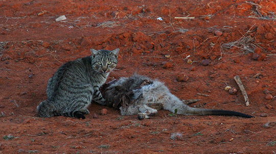 L’Australie classe le chat nuisible