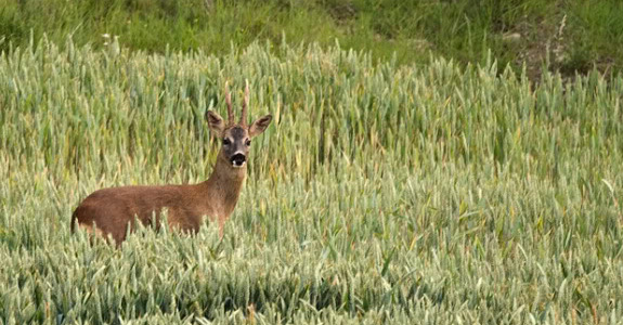 La chasse suspendue dans le Loir-et-Cher