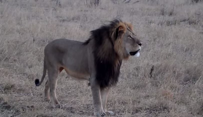 Les chasseurs qui ont abattu le lion Cecil devant le tribunal