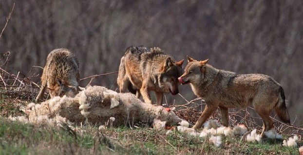 Le loup bientôt déclassé des espèces protégées