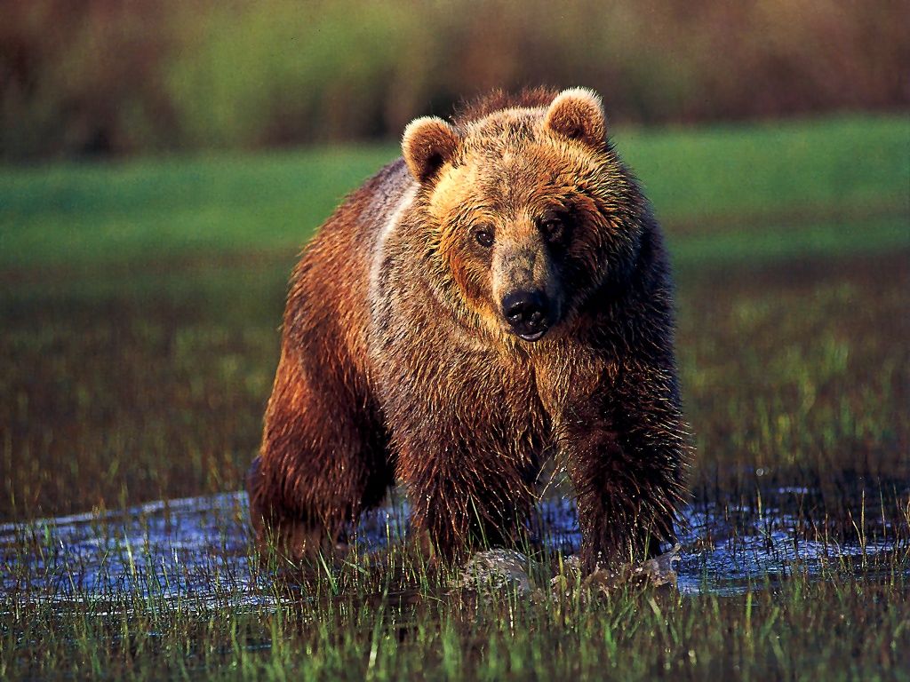 Un randonneur tué par un grizzly aux Etats-Unis