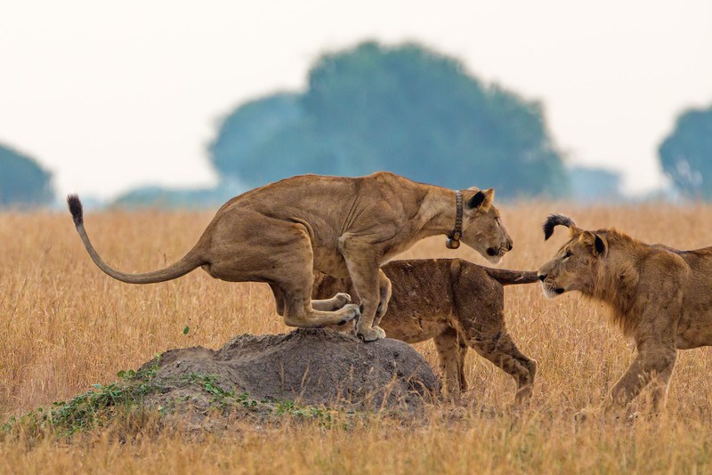 Un guide tué par un lion au Zimbabwe