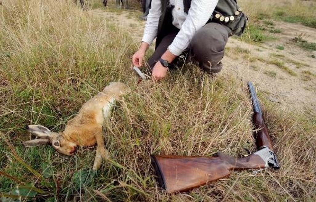 Chasseurs, attention la tularémie sévit !