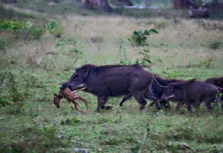 Des cochons mangeurs de cervidés