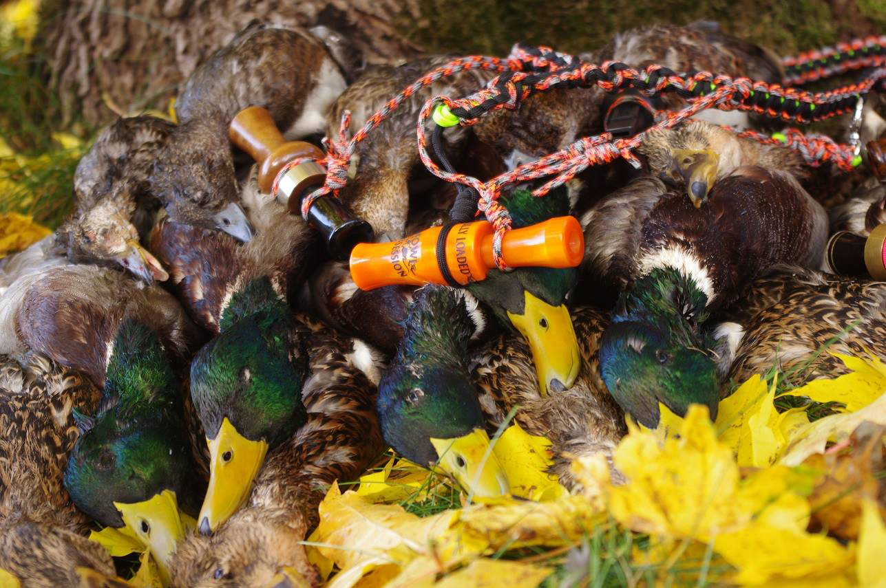 Chasse canard colvert, sarcelle, siffleur Suède