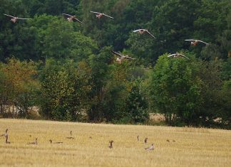 Chasse aux oies et aux canards en Suède