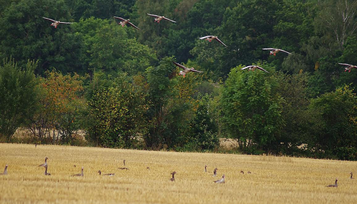 Chasse aux oies et aux canards en Suède