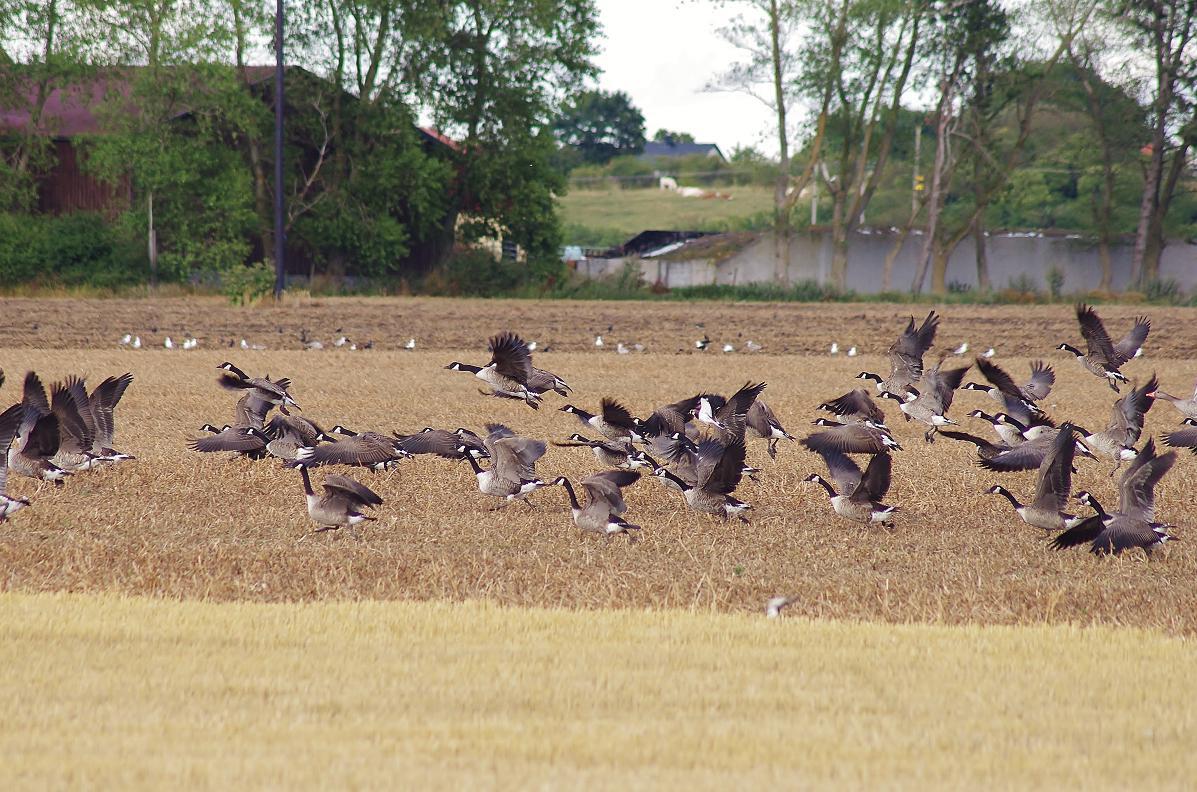 Chasse aux canards et aux oies en Suède