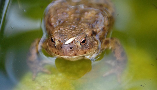 Devant le tribunal à cause de grenouilles trop bruyantes