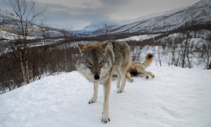 La chasse aux loups ouverte en Norvège