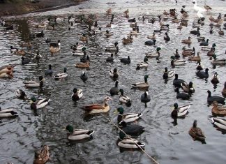 Actualite De La Chasse Petit Gibier D Eau Partout En France