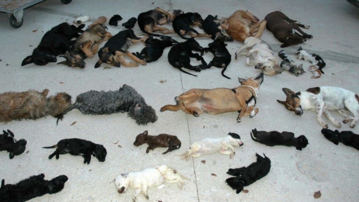 Scandale en Espagne : la présidente d’un refuge tue plus de 2000 animaux