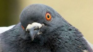 pigeon-cerveau