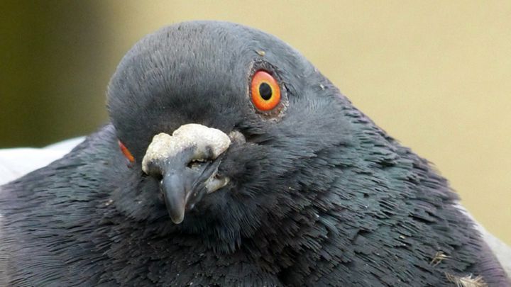 pigeon-cerveau