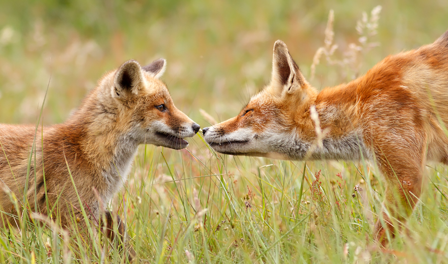Création d’un nouveau partie politique anti-chasse : le parti animaliste