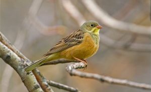 ortolan-chasse-mont-de-marsan