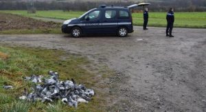 108-pigeons-mort