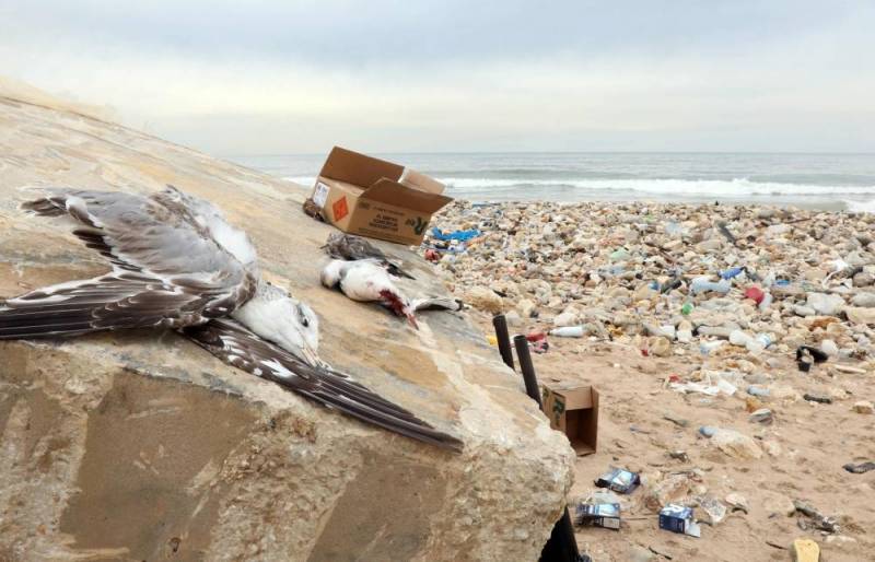 mouette-beyrouth