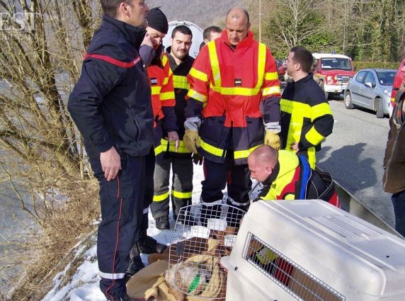Doubs : un sanglier entraîne un chien de chasse sous la glace