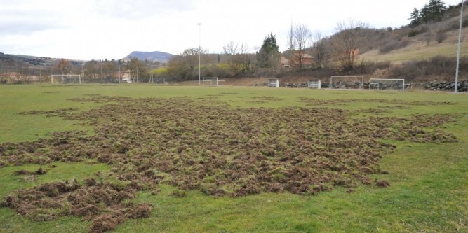 En Aveyron une compagnie de sangliers ruine 2 terrains de football
