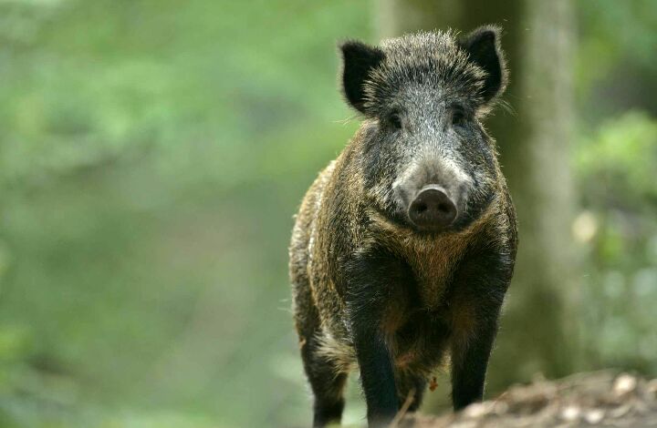 À Saint-Brieuc une battue aux sangliers pour éviter les nuisances en ville