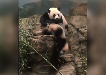Vidéo insolite : un panda dégage un autre panda de son rocher !