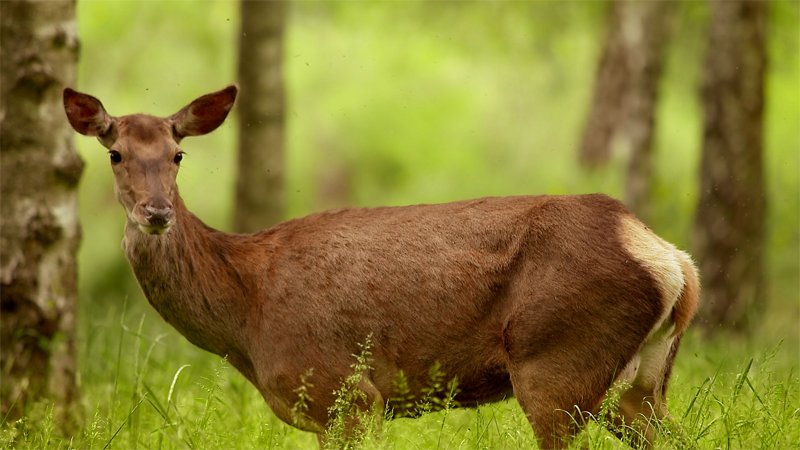 Une biche de 187 kilos prélevée dans le Limousin