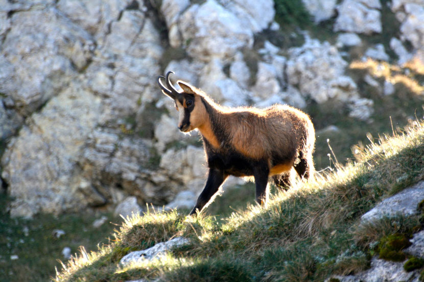 braconnage-chamois