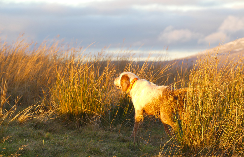 chasse-becasse-ecosse-chien-arret