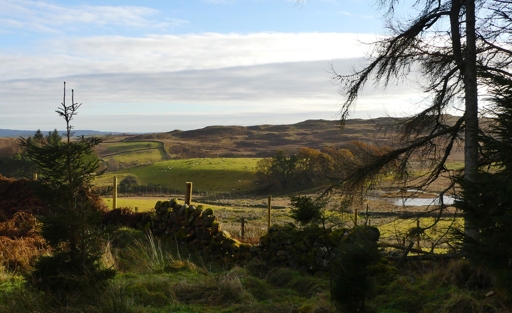 Ecosse : Le paradis de la bécasse au chien d’arrêt