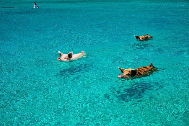 cochon-bahamas