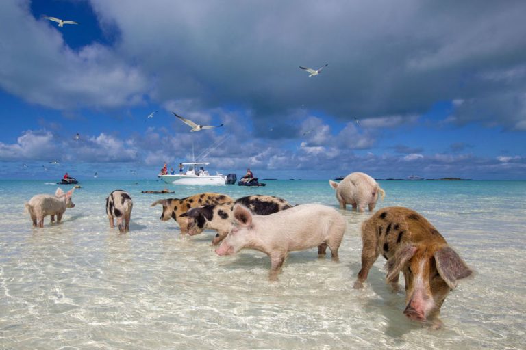 cochons sauvages en 7 lettres