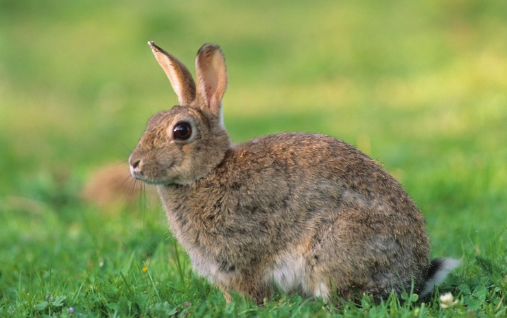 12.000 lapins prélevés cette année durant la chasse de Pâques en Nouvelle-Zélande