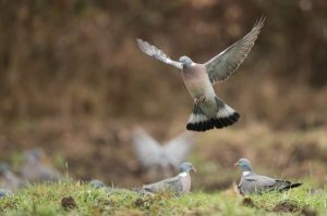 Chasse aux Pigeons Ramiers Sologne chez OCP