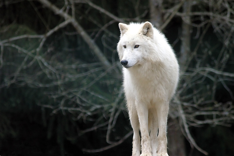 loup-blanc