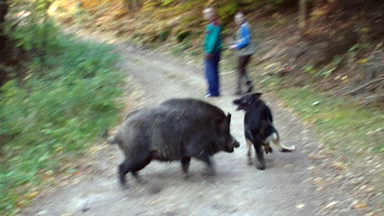 Vidéo : quand chien et sangliers s’amusent