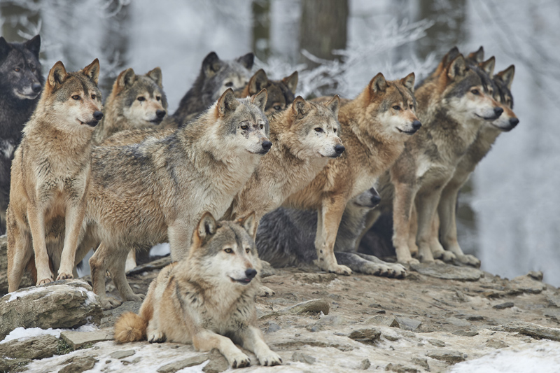 Projet d’arrêté concernant le prélèvement des loups en 2017/2018