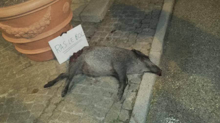 Les agriculteurs d’Ardèche déposent des sangliers mort devant la mairie